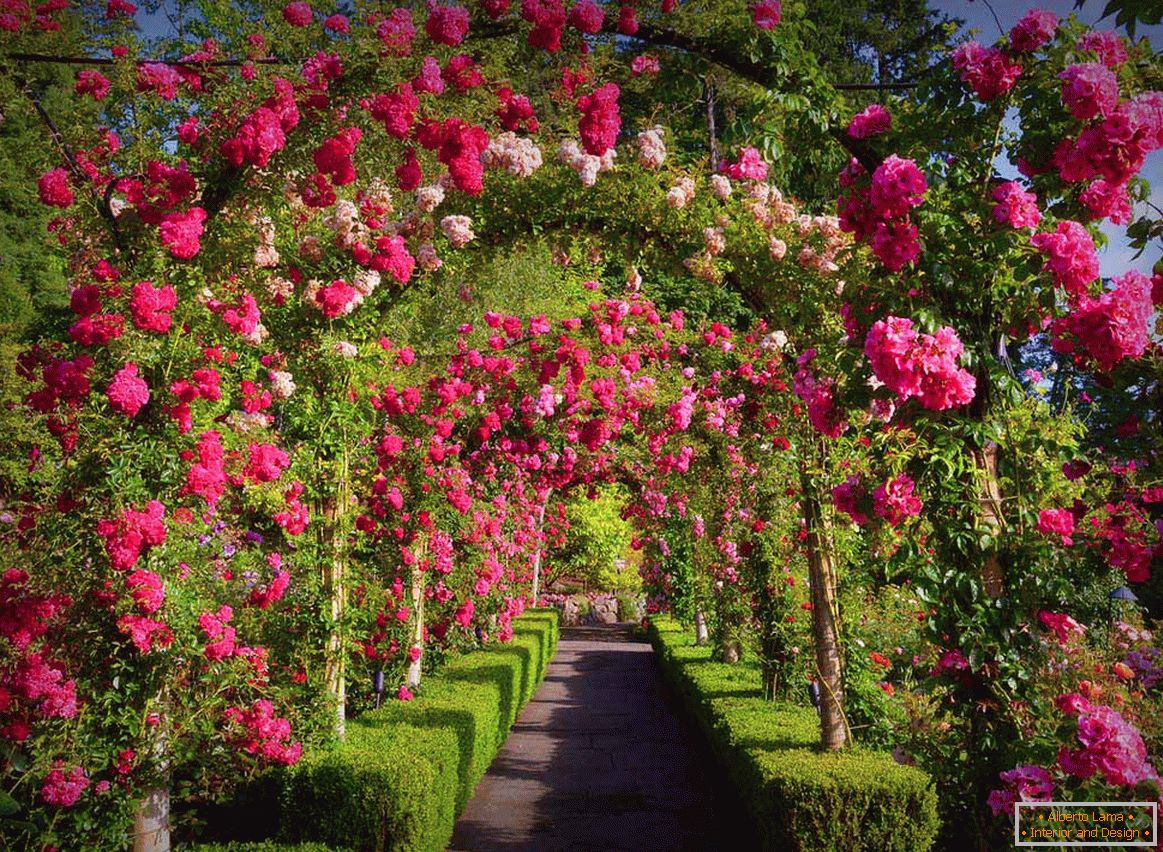 Rózsák a vertikális kertészetben