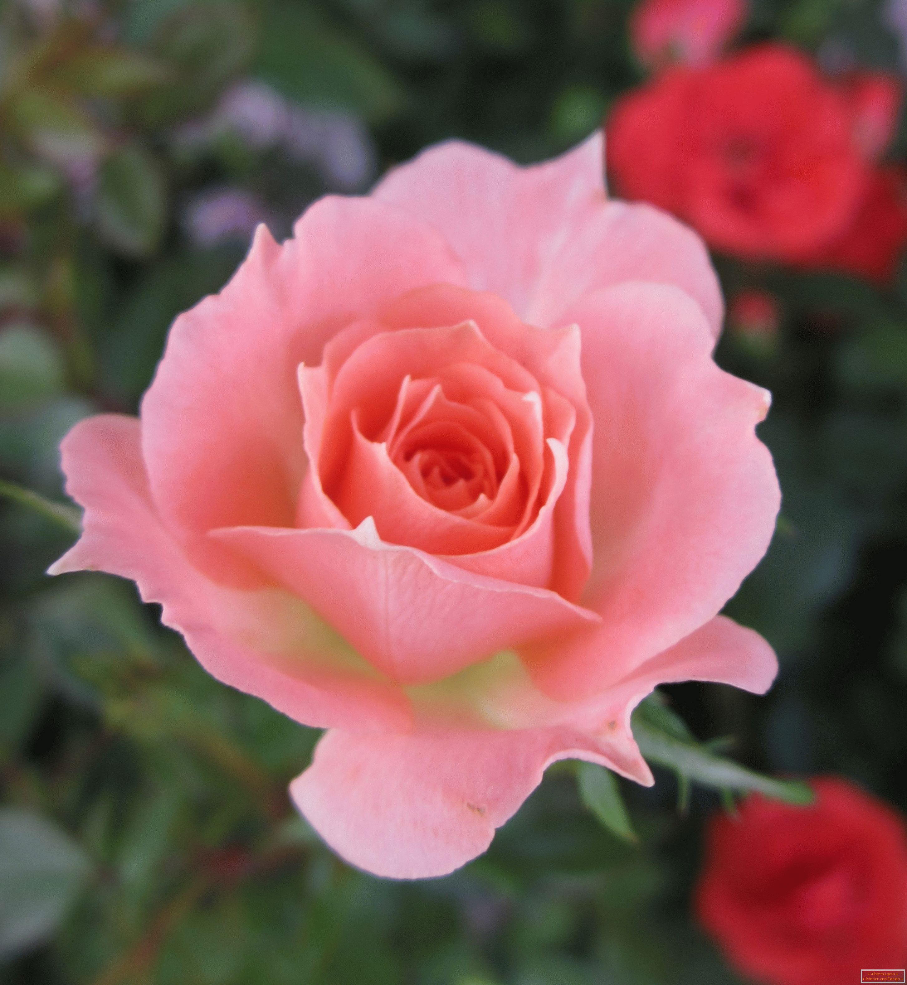 Rózsaszín árnyalatú virág a vörös virágok környezetében