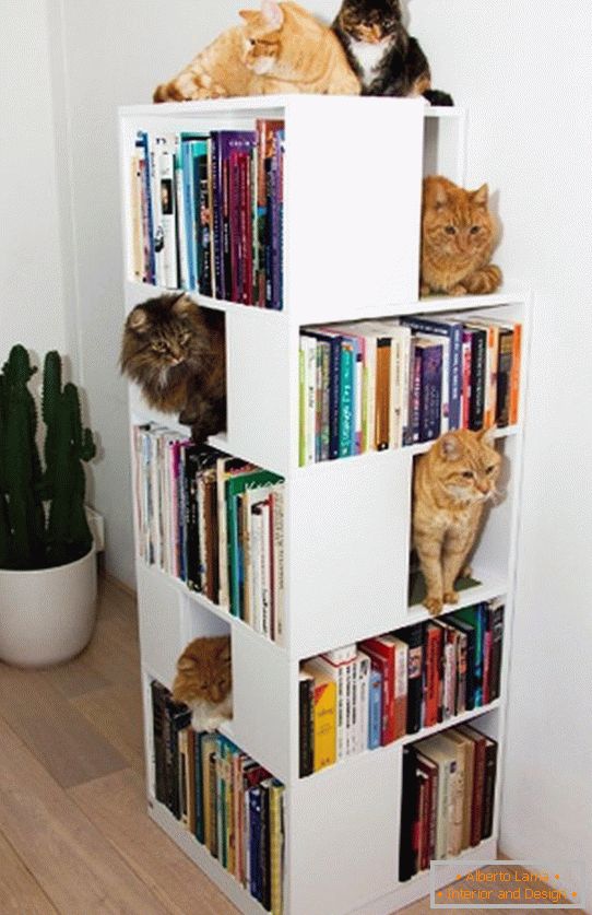 Polcok macskáknak в книжном стеллаже