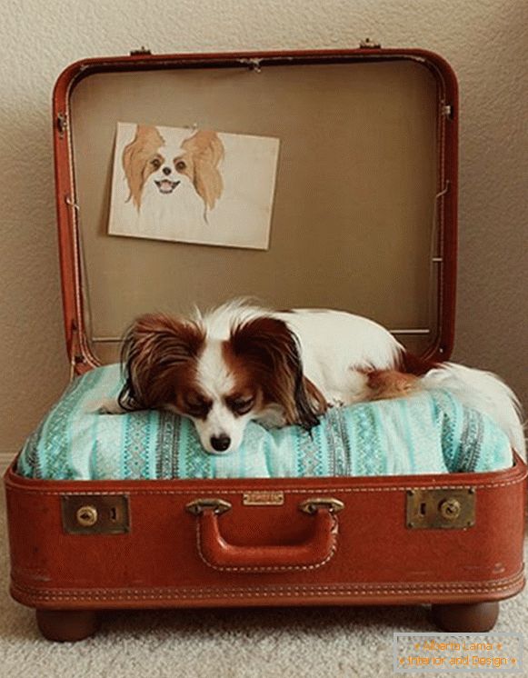 A kutya helyét egy bőröndből