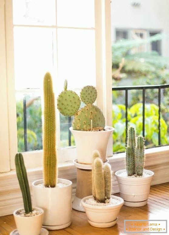 Kaktuszok a belső térben