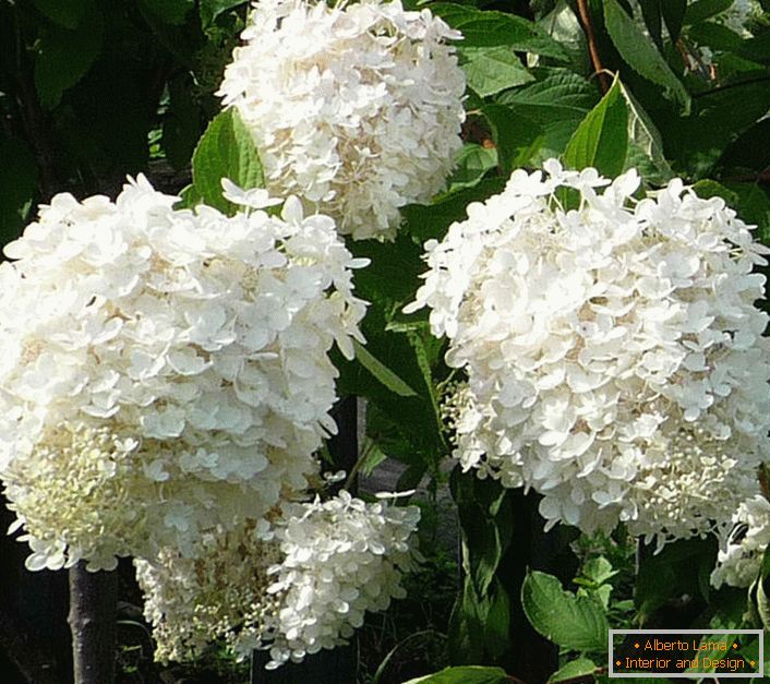 Hófehér hortenzia virágok