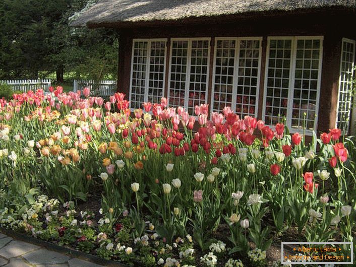 Tulipánok a ház udvarán