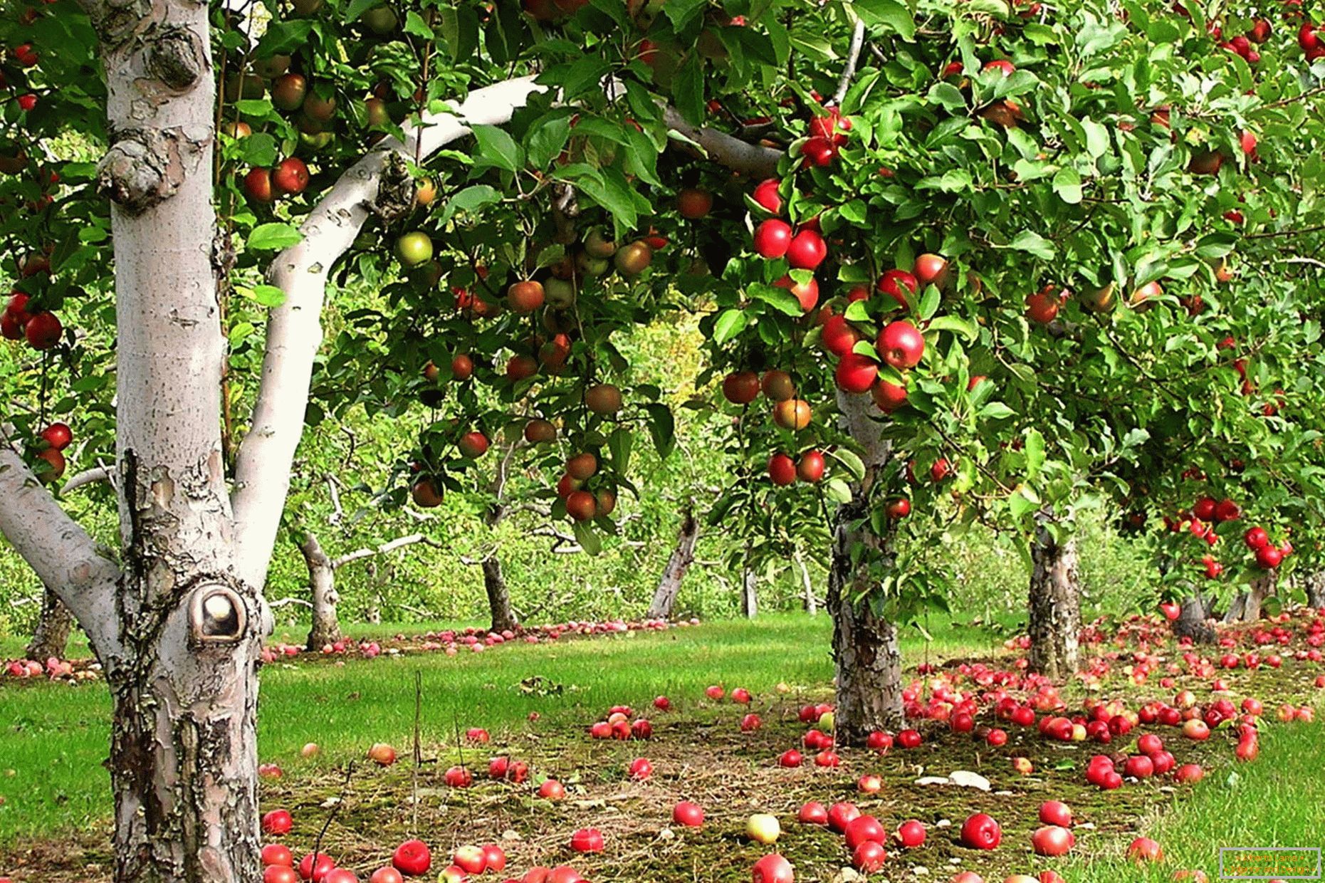 Az Applefa-kert az országban