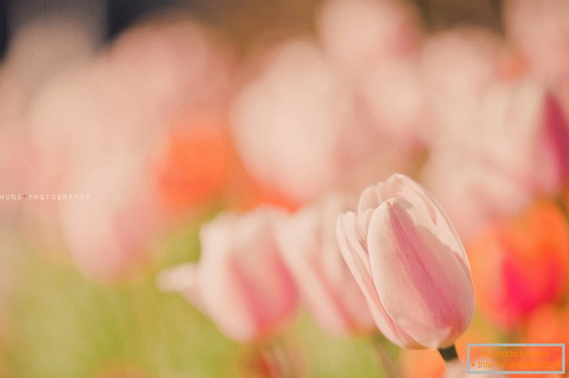 Finom fotó a tulipánról