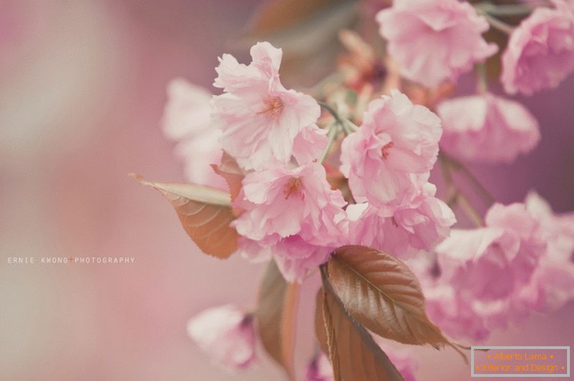 Virág Fotók Ernie Kwong