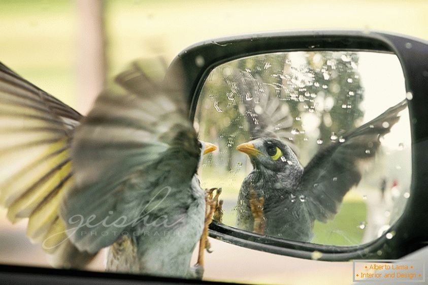A madár az autó oldalsó tükörében néz