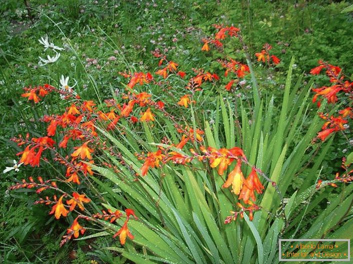 A japán gladiolus hetente egyszer öntözést igényel a vegetáció időszakában és a talaj laza meglazulásával.