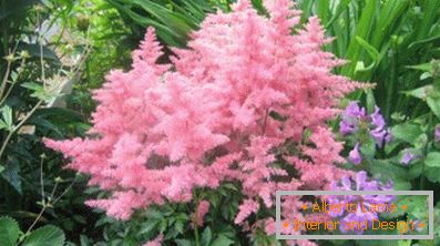 Astilba japán és kínai: a fajták és az ellátás jellemzői