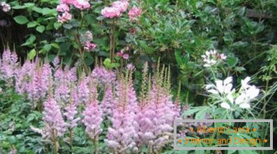 Astilba japán és kínai: a fajták és az ellátás jellemzői