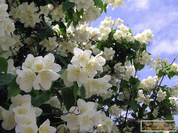 Jasmine egy cserje az olajfa család fehér csillag alakú virágok. A jázmin natív földje Arabia és Kelet-Indiának számít.