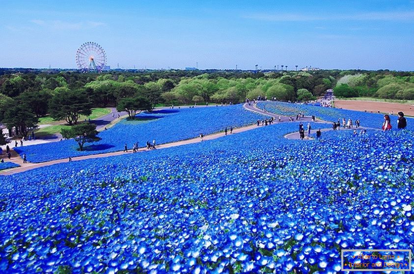 Lenyűgöző virágmező a japán parkban