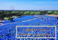 Hypnotikus kék mezők a Hitachi-Seaside Parkban, Japánban