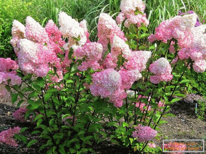 A nyári lakosok nagyszerű rügyekért értékelik a hidrangeát a buja virágzásért.