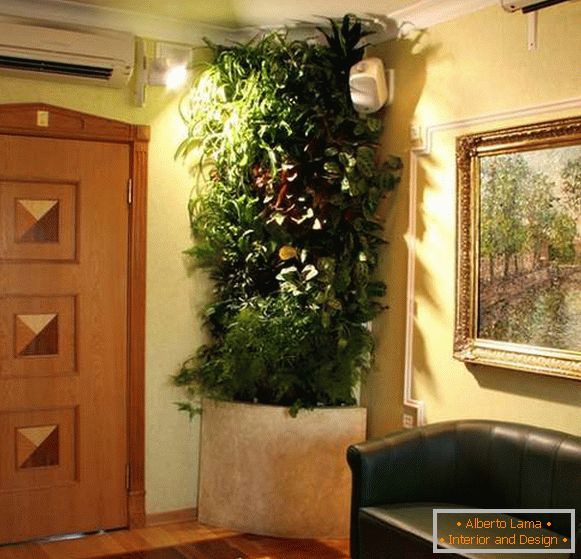 eredeti szobanövények a folyosó belsejében, 11. kép