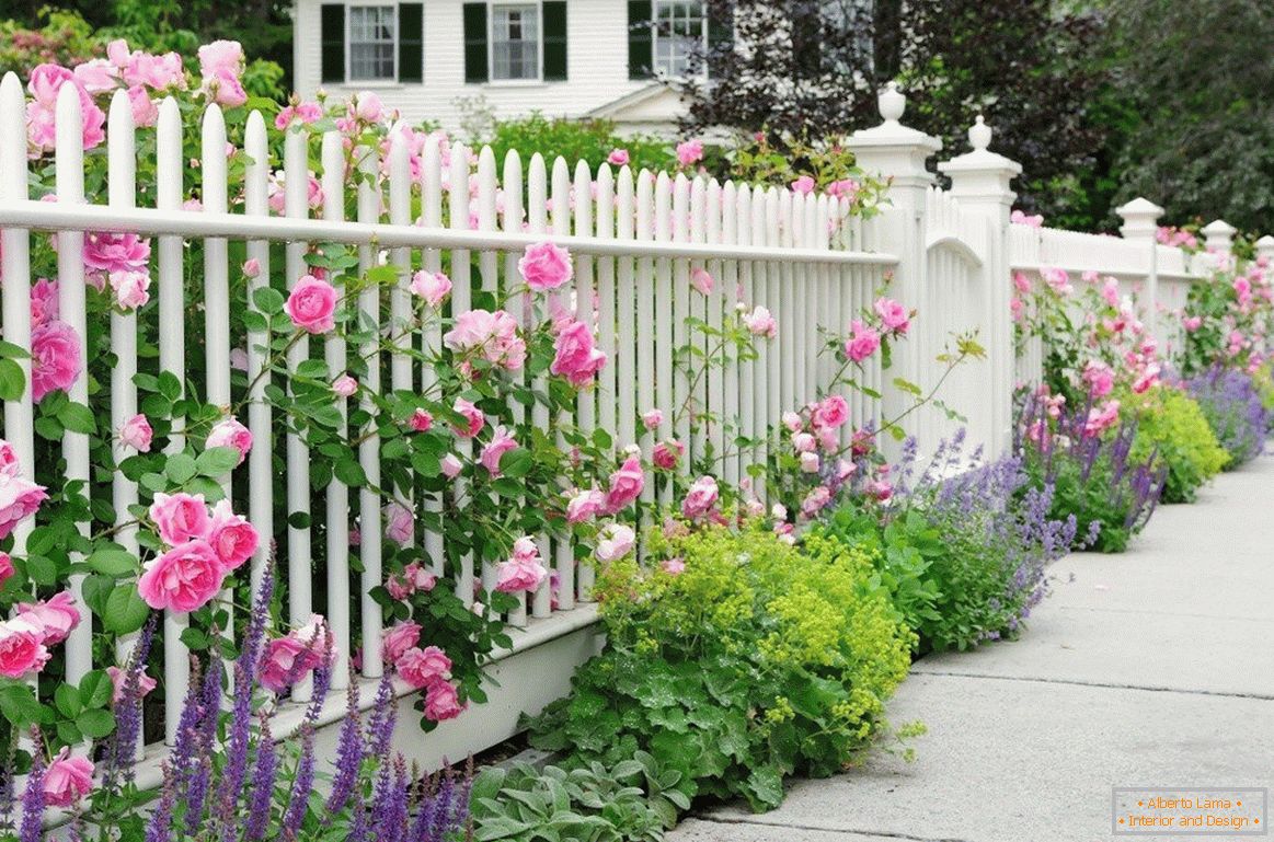 Fehér kerítés rózsával