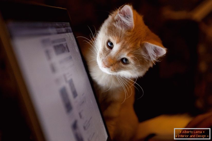 A macska a monitorra néz