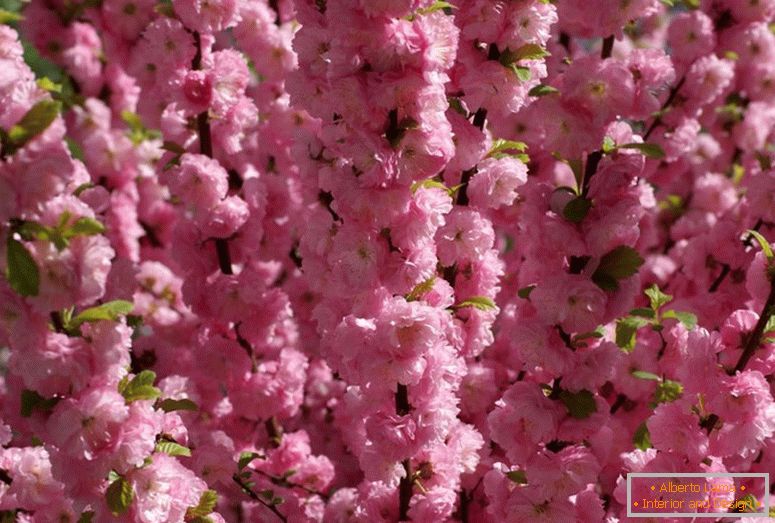 A cserje mandula a gyönyörű virágzásra utal. Mandula háromlábú rózsaszín hab.
